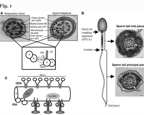 孕囊、卵黄囊、胎芽、胎心分别什么时候出现 试管代怀包性别