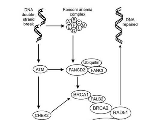 有偿供卵机构，心态会影响第三代试管婴儿胚胎着床？